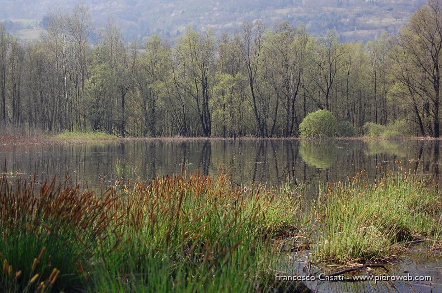 12 Piante riflesse nel lago.JPG